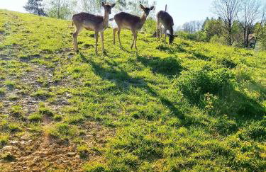 Siedlisko Sielska Dolina Nad Stawem luksusowy domek całoroczny z klimatyzacją - Foto 39
