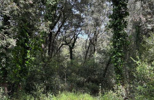 Casa Zefiro, tra pineta e mare! - Foto 33