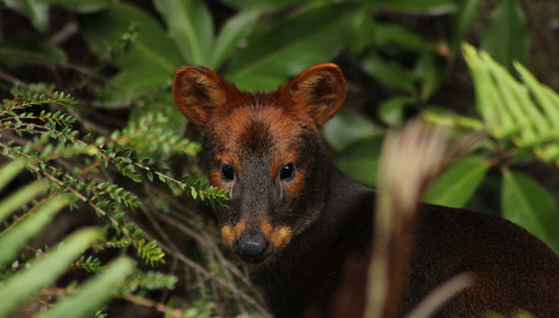 Tepuhueico Park Ticket - Foto 5