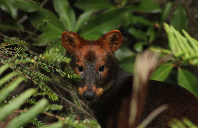 Tepuhueico Park Ticket - Foto 5