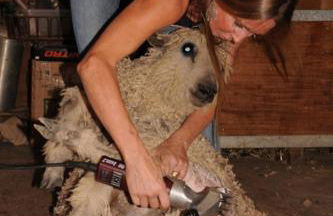 Wine Country Private Working Sheep Farm; Rustic Elegance - Foto 9