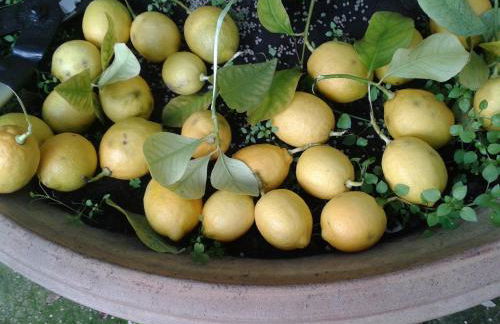 Villa Tommasini La torre - Foto 46