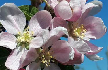 Ferienhaus Elbdiek - Photo 34