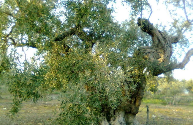 Casa Rural La Breña - Foto 56