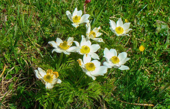 Steindlwald - Foto 29