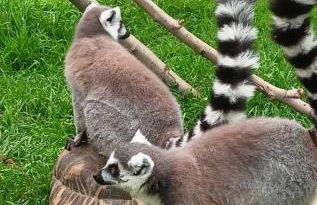 Maison Les Chênes - Jacuzzi - Calme & Idéalement situé - Clim - Salle de Jeux - Parking - Foto 56