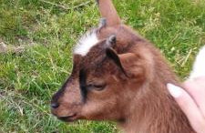 Smocze Ranczo 2 - Foto 68