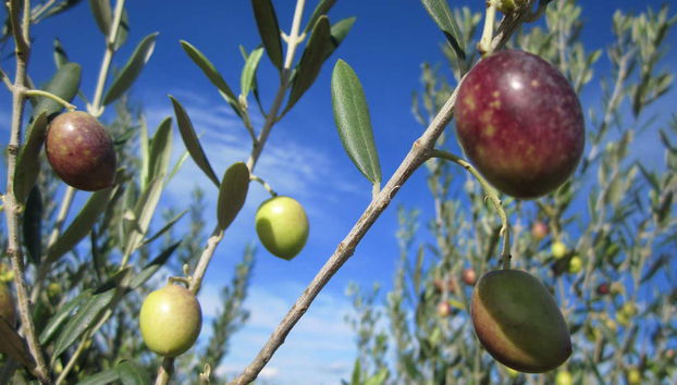 Visitaremos um olival do Languedoc