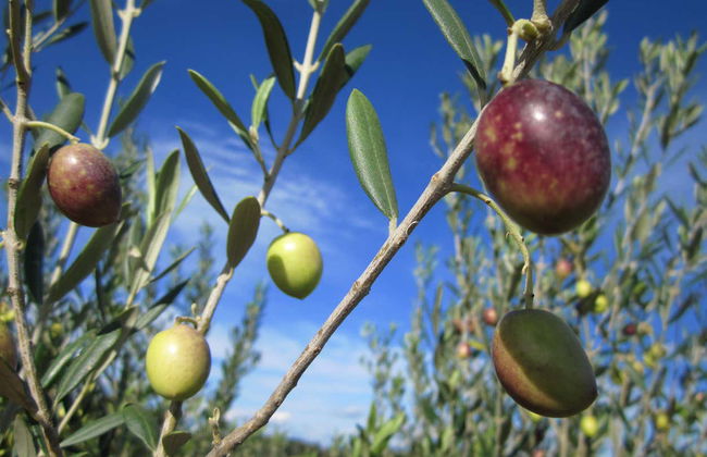 Excursion à la découverte des vignes et des oliviers du Languedoc - Photo 1
