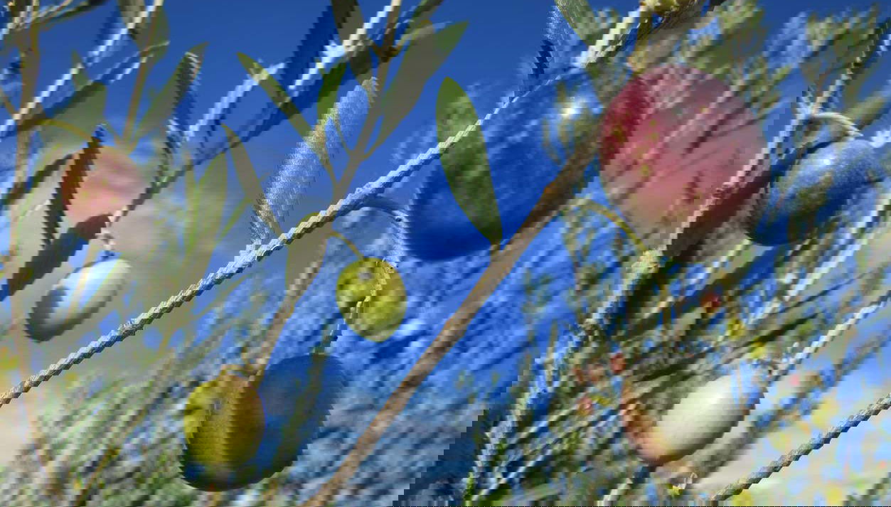 Baladez-vous au milieu des oliviers