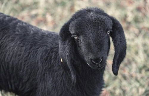 Maraias - Luxury Suites & Apartments - Foto 65