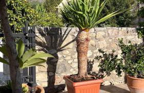 Manousos Guest House - Foto 21