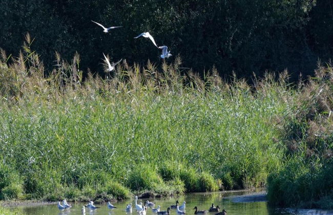 Charming Holiday Home in Gargas With Swimming Pool - Photo 33