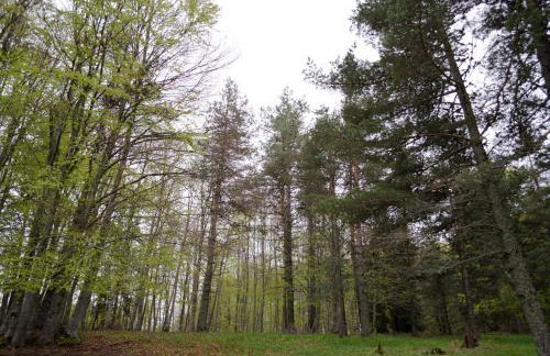 Petrini Gonia - Foto 31