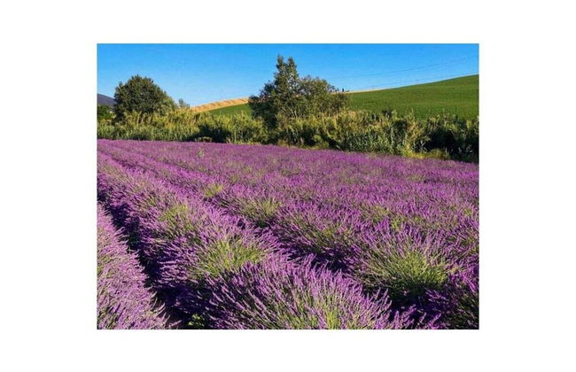 Casina di Savolano Comfortable Holiday Residence - Foto 11