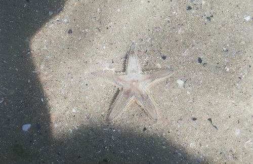 Attico fronte mare - Foto 39