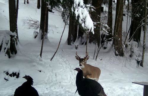 Ahrs Creek Retreat In the Timber - Foto 9