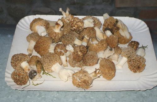 La Colombarola Agriturismo - Foto 53