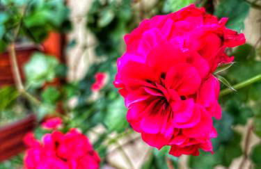 Canto araucarias - Foto 24