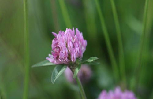 Long Meadow Shepherd Hut - Brecon Beacons, LD3 7TD - Foto 53