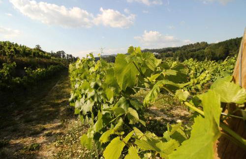 Quinta d'Areda Wine&Pool Experience - Foto 16