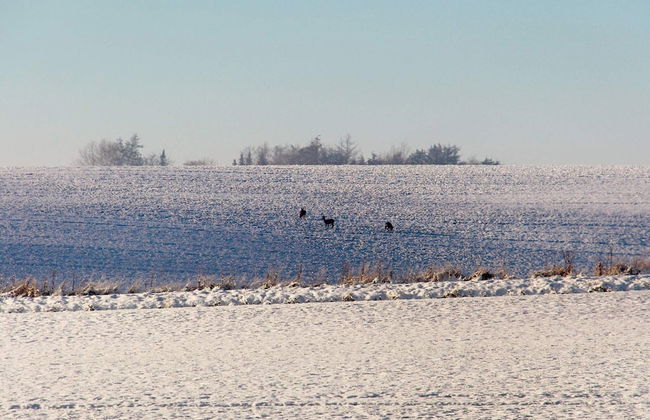 14 Person Holiday Home in Havndal - Foto 42