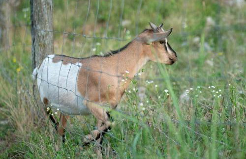 Apartment Nina - Foto 16