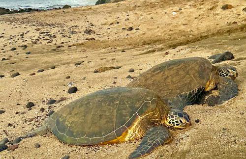 Maalaea Banyans 214 - Foto 26