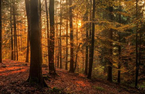 Stilvolle FeWo *Rebland* Balkon-Netflix-Parking - Foto 43