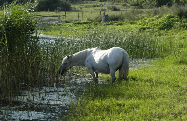 Cozy Villa in Ploce With Shared Pool - Foto 32
