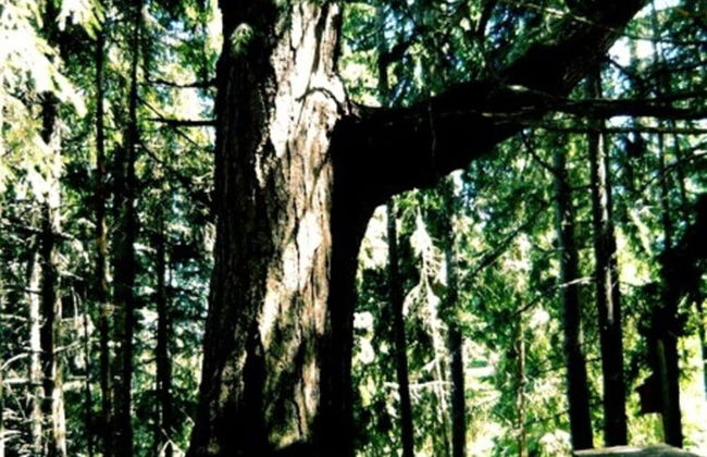 Holiday Home Muhr Near Katschberg Ski Area - Foto 33