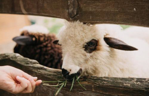 Osada Jelonki Wielka Puszcza - Foto 55