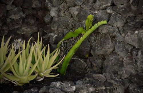 Finca Creativa - Photo 76