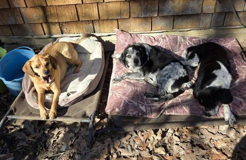 Magical Tree House Rental Nestled in the Woods on Farm Retreat near St. Louis, Missouri - Foto 24