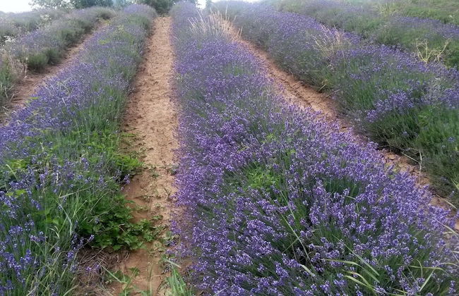 Villa Cheti - Foto 27