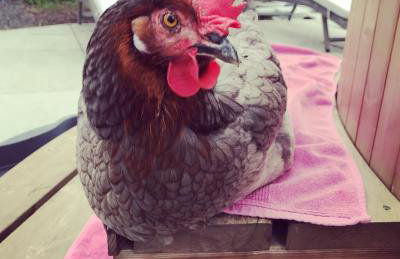 Elishaw Farm Holiday Cottages - Foto 10