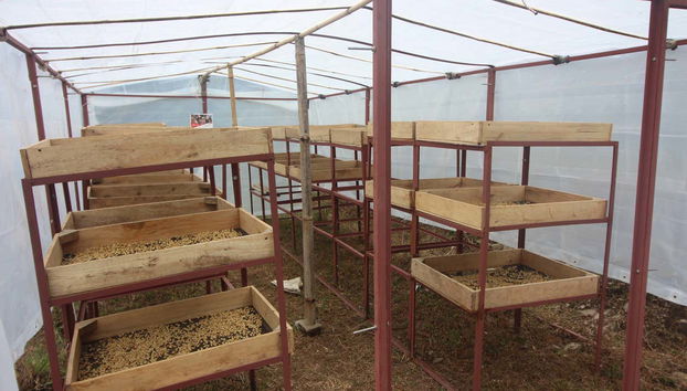 Gain insight into the coffee cultivation process