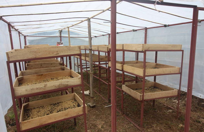 Excursión a los cafetales de Sarangkot - Foto 3