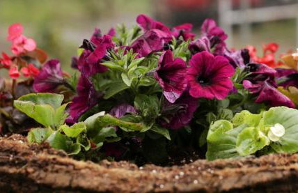 Gardelis Gardens - Foto 33