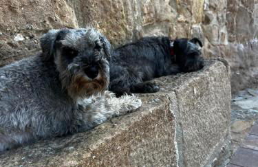 El Ventador de la Torra - Foto 25