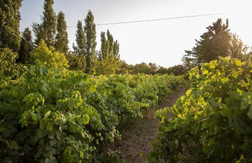 Eressos Ilios Apartments - Photo 10