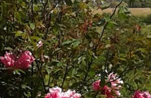 The Retreat - Foto 25