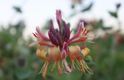 Quinta do Regalo - Foto 64