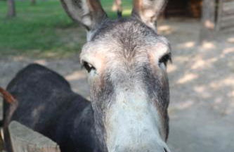 Locanda Del Molino Vecchio - Foto 73