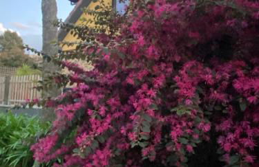 Quinta do Senhor - Foto 7