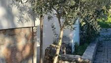 Quinta da Barbosa - Foto 5, Garden view