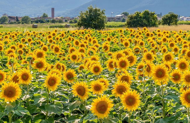 Tenuta Santa Colomba - Photo 2