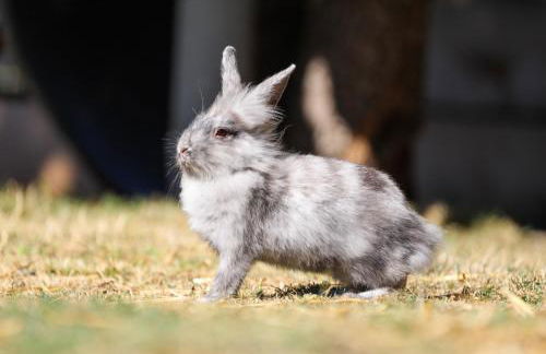 CHEZ Xavier - Foto 38