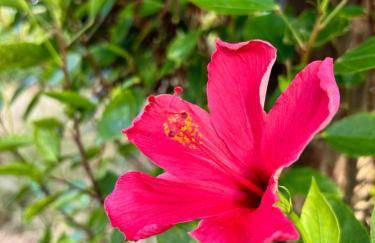 Casa da VíVí - Foto 27