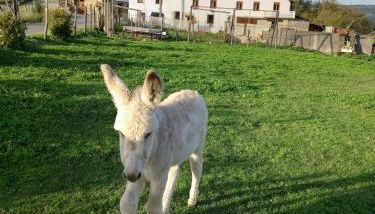 Agroturismo Pagoederraga - Foto 4